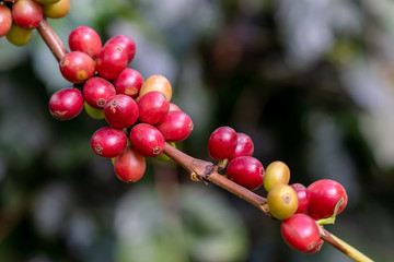 Fresh coffee beans on a branch of coffee tree. Branch of a coffee tree with ripe fruits in plantation