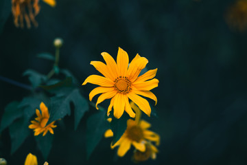 Tung Bua Tong Mexican sunflower field in Doi Mae U Kho, Mae Hong Son Province, Thailand.