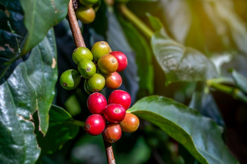 Fresh coffee beans on a branch of coffee tree. Branch of a coffee tree with ripe fruits in plantation