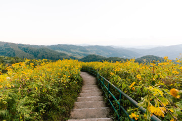 Tung Bua Tong Mexican sunflower field in Doi Mae U Kho, Mae Hong Son Province, Thailand.