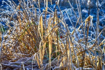 Fototapeta premium Schilf mit Eiskristallen