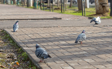 Fototapeta premium Pigeons walk, eat food, birds eat insects.