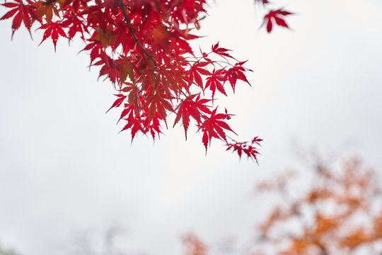 red maple leaf tree in white background and yellow bokeh leaf