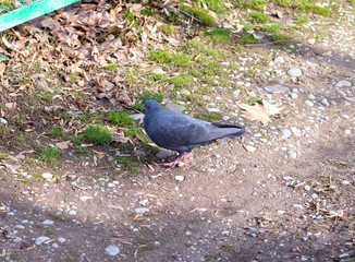 Pigeons walk, eat food, birds eat insects.
