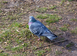 Pigeons walk, eat food, birds eat insects.