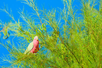 Australian Princess Parrot Polytelis alexandrae standing on a tree branch against the blue sky....