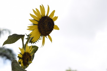 	 Girassol na natureza