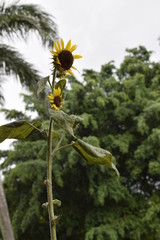 	 Girassol na natureza