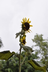 	 Girassol na natureza