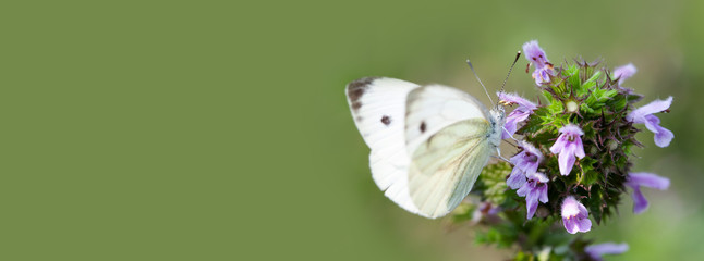 Cabbage butterfly on pink petals flower, selective focus. Macro nature insect close-up photo. green background copy space