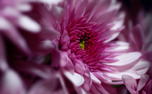 Crisantemo rodeado de bokeh de p&eacute;talos 