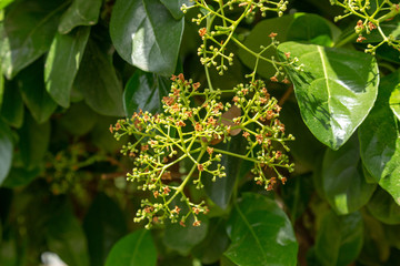 Fototapeta premium Ocotea tree branch with young fruits. Used as essential oil. Medical or beauty plant ingredient.