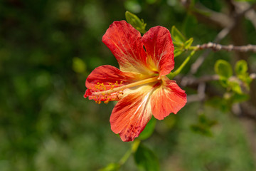 Red and orange hibiscus flower grows on a bush. Tropical paradise concept.
