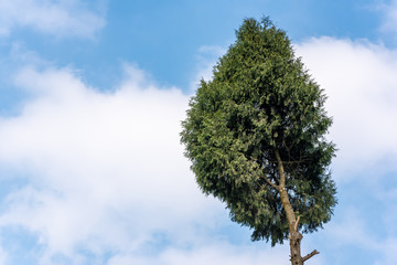 Pine tree against blue sky and white clouds in Chengdu, Sichuan province, China