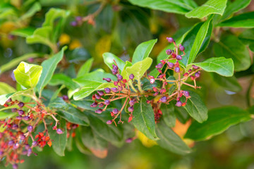 Laurustinus berries  has been used lately in herbal medicine as a remedy for depression