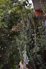 Conjunto de planta suculenta