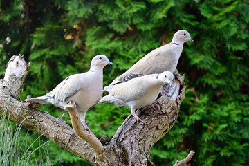 Türkentaube bei der Futtersuche