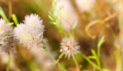 A fragment of the evening landscape with a flowering steppe plant. Wild spiky but fluffy flowers close-up. Selective focus