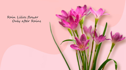 Beautiful Pink Rain Lilies flower over isolated background