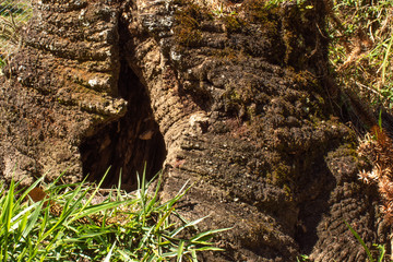 background or texture in on natural wood log, house in wood with fungus