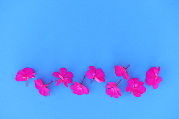 Small pink flowers on a trendy blue background.