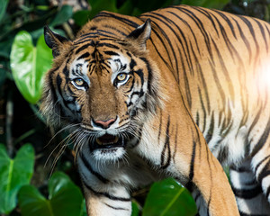 Obraz premium Photos of tiger naturally.