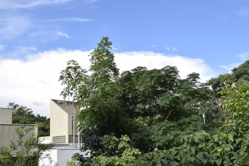 Fototapeta na wymiar Horizonte com vegetação e construção em concreto 
