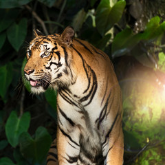 Fototapeta premium Zdjęcia tygrysa naturalnie.