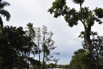 Obraz premium Horizonte com vegetação