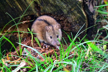 Brandmaus (Apodemus agrarius)	