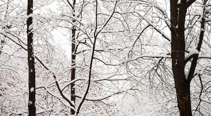 Obraz premium Snow covered forest landscape after snowfall. Beautiful winter nature park outdoor background, greeting holiday card. Shallow depth of field