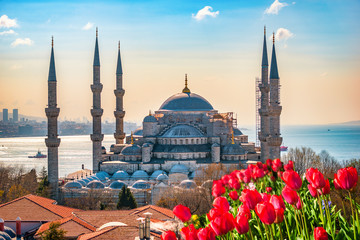 Blue Mosque and tulips