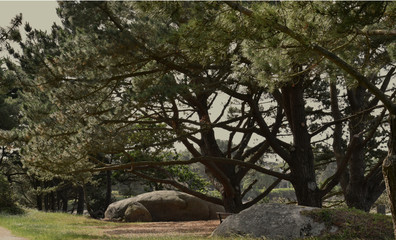 La Bretagne Concarneau ville close et la magnificence de ses arbres le long de sa ria