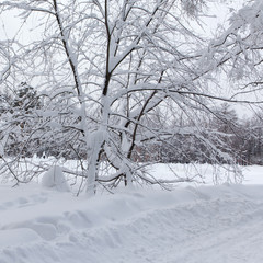 Snowfall in the park, snow covered tree. Beautiful winter weather concept