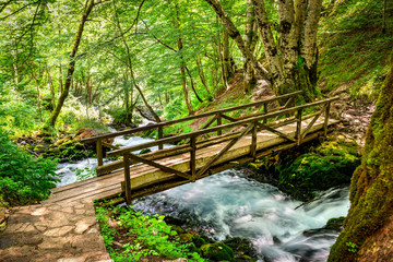 Wooden bridge in forest