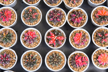 Beautiful colored cactus in pots, a variety of plant colors in the desert. Plants used as ornamental plants