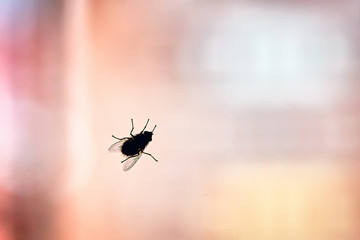 Silhouette of a fly on a window glass with abstract blurry background