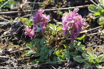  Corydalis primroses bloomed in the spring forest. Lilac flowers are beautiful on a sunny day.