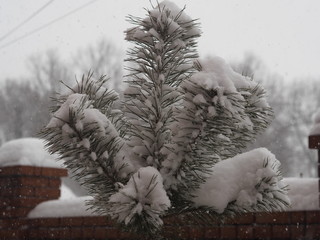 Winter. Evergreen spruce with fresh snow on the branches. A snowstorm covered the car with snow.