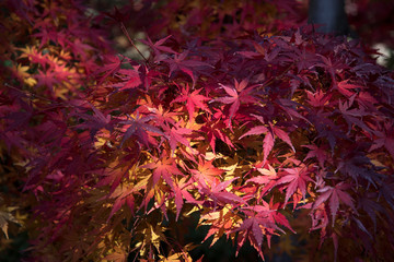 Maple leaves on tree with sunlight in autumn season