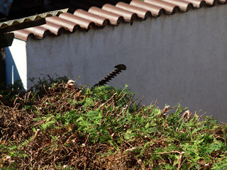 Schäden an frisch geschnittener Thuja Hecke