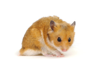 Hamster isolated on white
