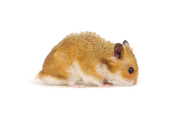 Hamster isolated on white