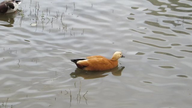 Ruddy shelduck floating in pond and drinking water. Birdwatching. Autumn day. Bright bird swimming in a gray pond. Tadorna ferruginea. Red duck. Orange-brown plumage.