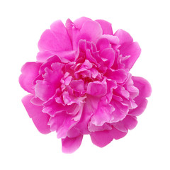 Peony flower isolated on white