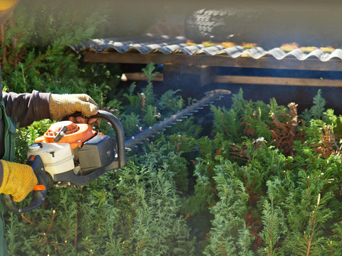 G&auml;rtner schneidet Thuja Hecke im Fr&uuml;hjahr