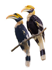 Great hornbill on branch on White Blackground