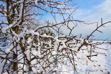 branches of snow-covered pears on a winter day