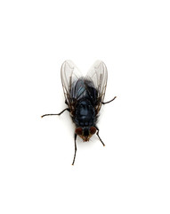 fly isolated on a white