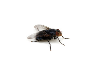 fly isolated on a white